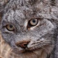 lynx lynx