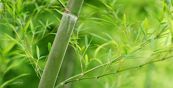 bamboo bamboo