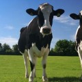 cow cow