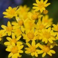 flower flower