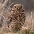 owl owl