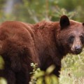 bear