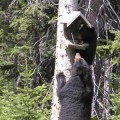 bearaware