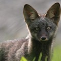 redfox