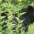 bear bear
