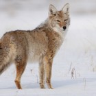 coyote coyote