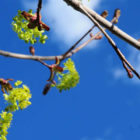 spring buds