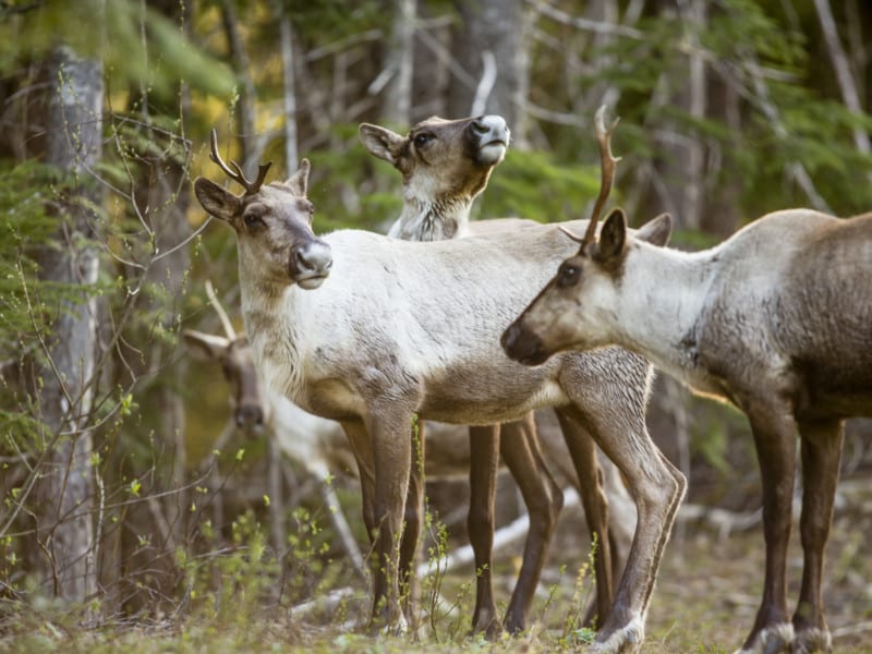 Figuring out the place for wolves among us