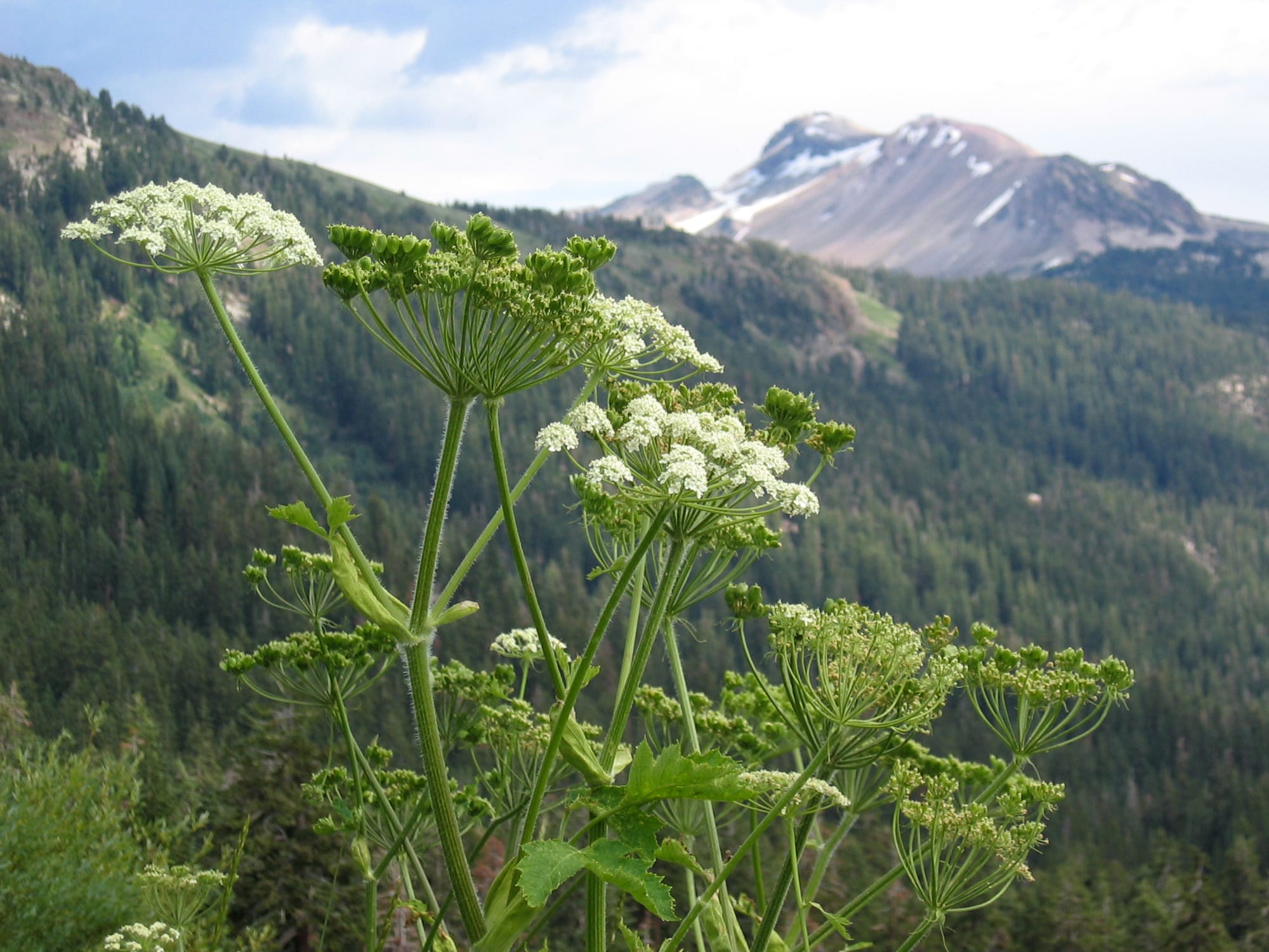 Cow Parsnip - Photo Wikipedia