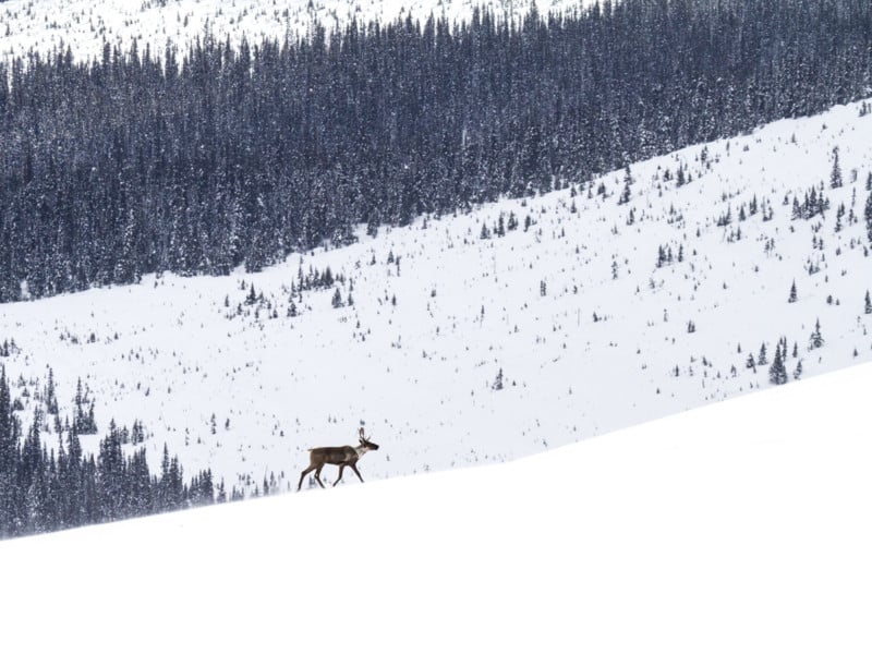 In Canada, mountain caribou recovery falters