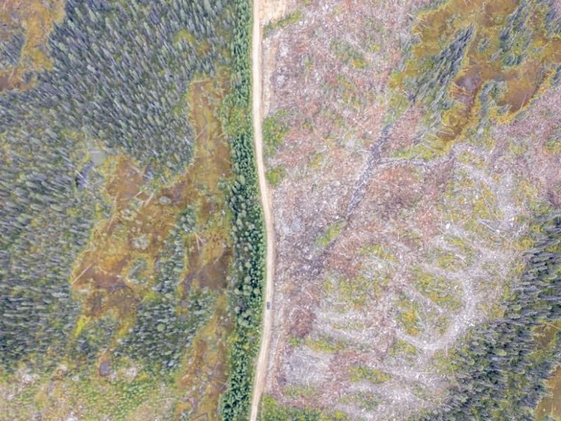 Debate over the decline of caribou in Wells Gray