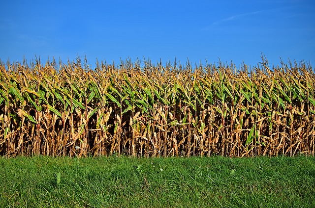 Corn fields are made to get lost in. Photo Flickr