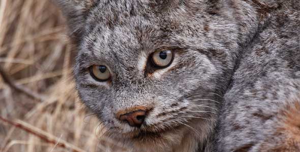 lynx