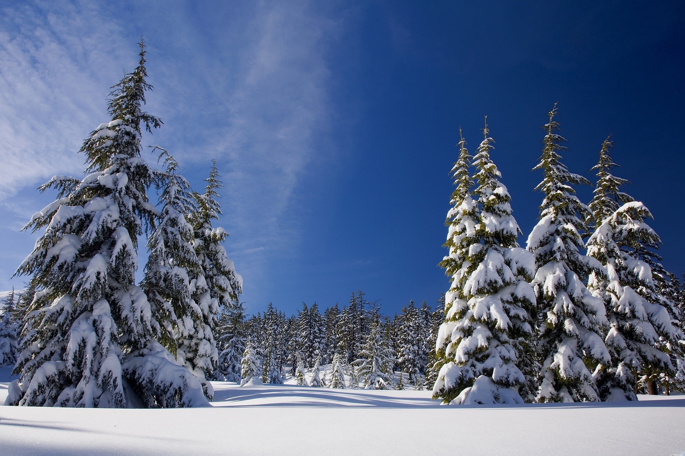 snow trees forest snowy