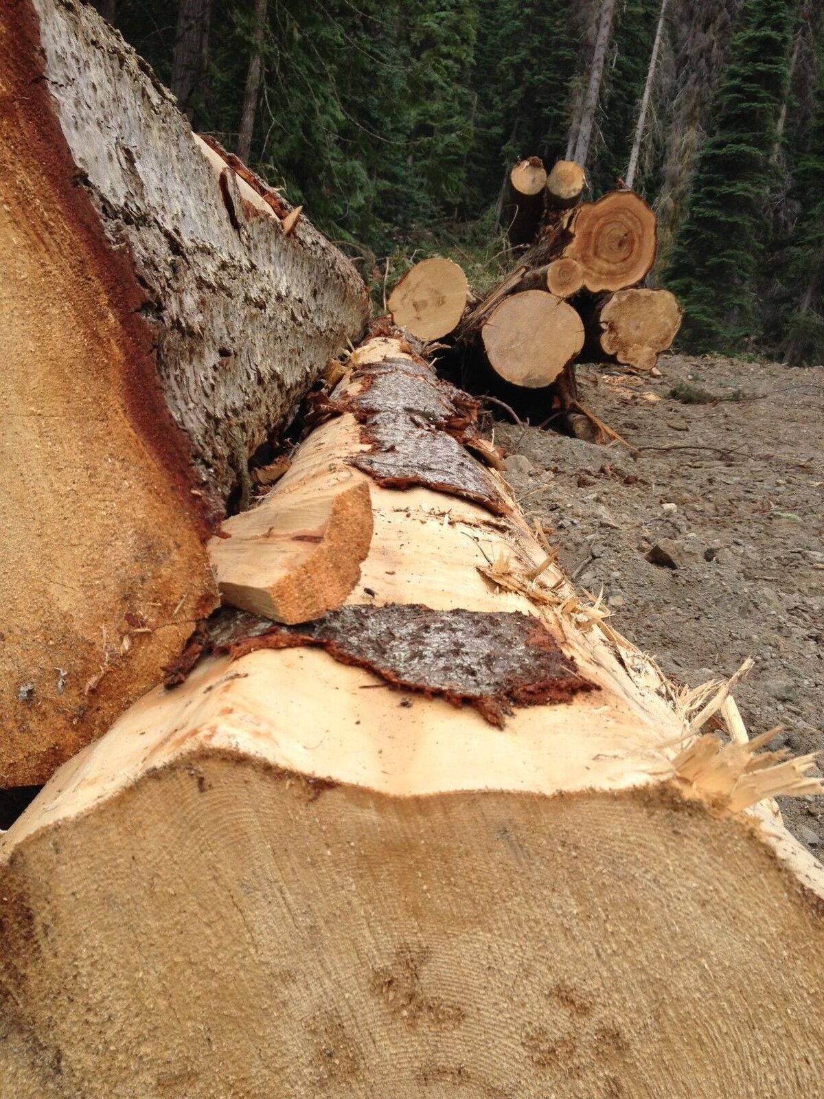 Select logging for forest health management takes place at Sun Peaks. File Photo.