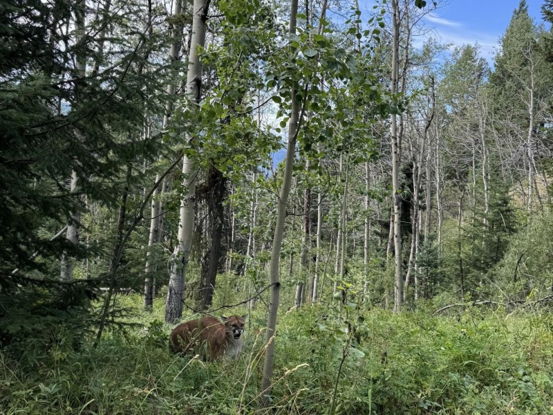 Cougar spotted on Embleton Mountain trail network. Photo via Facebook