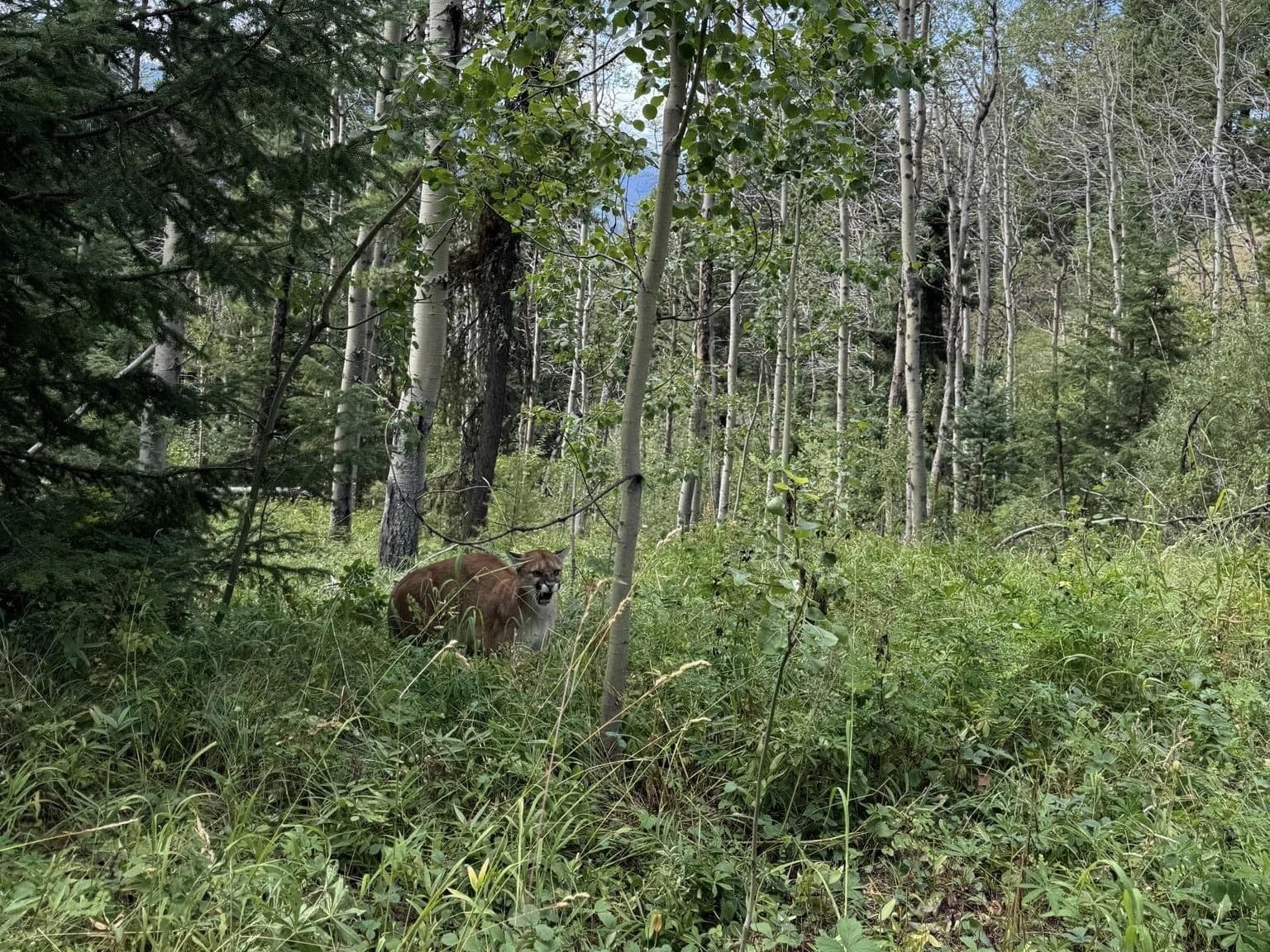Cougar spotted on Embleton Mountain trail network. Photo via Facebook