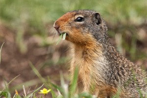 columbian ground squirrel peter sulzle